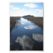 Pristine Swamp Art Photo