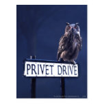 Privet Drive Post Card