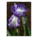 Prize Iris cards