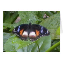 Prized Butterfly Card
