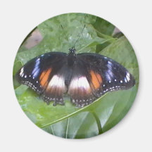 Prized Butterfly Fridge Magnet