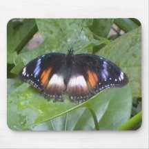 Prized Butterfly Mousepad