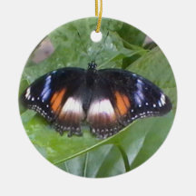 Prized Butterfly Ornament