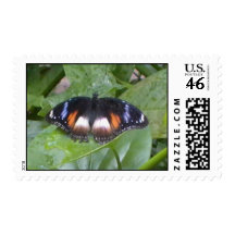 Prized Butterfly Postage Stamps