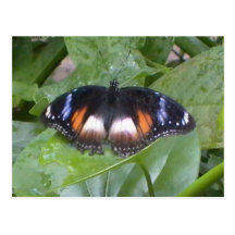 Prized Butterfly Postcard