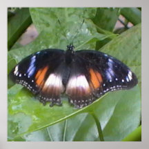 Prized Butterfly Print