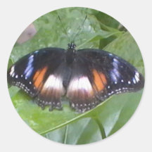 Prized Butterfly Stickers