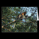 Proboscis Monkey Card