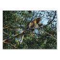 Proboscis Monkey Card