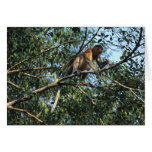 Proboscis Monkey Card Proboscis Monkey Card