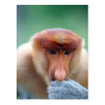 Proboscis Monkey in Borneo. Post Card