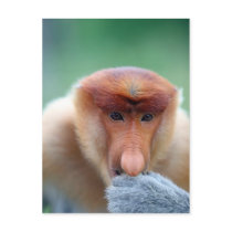 Proboscis Monkey in Borneo. Post Card