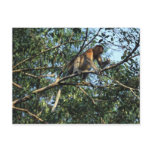 Proboscis Monkey Postcard Proboscis Monkey Postcard