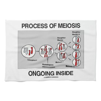 Process Of Meiosis Ongoing Inside Kitchen Towels