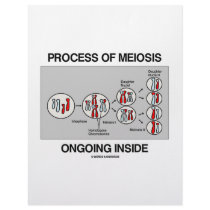 Process Of Meiosis Ongoing Inside letterhead by wordsunwords Process Of Meiosis Ongoing Inside letterhead