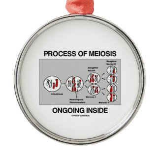 Process Of Meiosis Ongoing Inside Ornament