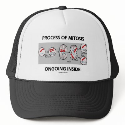processes of mitosis