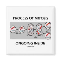 Process Of Mitosis Ongoing Inside Fridge Magnet