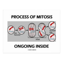 Process Of Mitosis Ongoing Inside Post Card