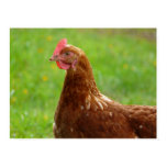 Production Red Chicken Poster Trimmed Beak posters