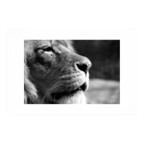 Profile of Lion posters