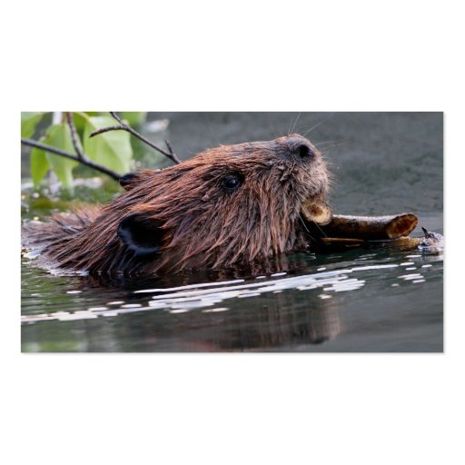 profile or business card, beaver (back side)