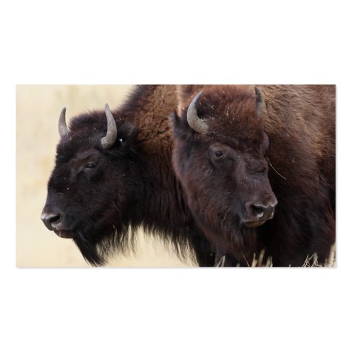 profile or business card, bison (back side)