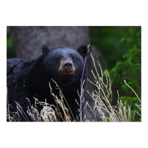 profile or business card, black bear (back side)