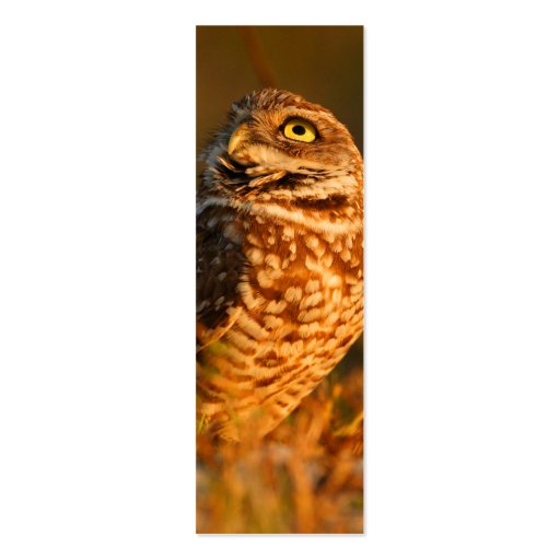 profile or business card, burrowing owl (back side)