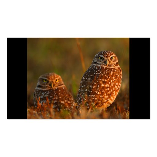 profile or business card, burrowing owls (back side)