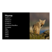 profile or business card, coyote