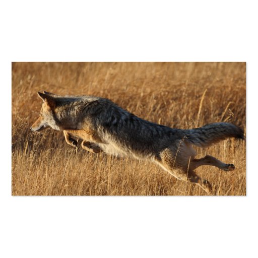 profile or business card, coyote jumping (back side)
