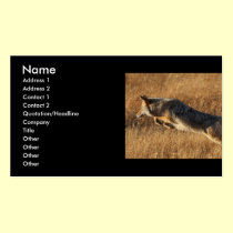 profile or business card, coyote jumping business cards
