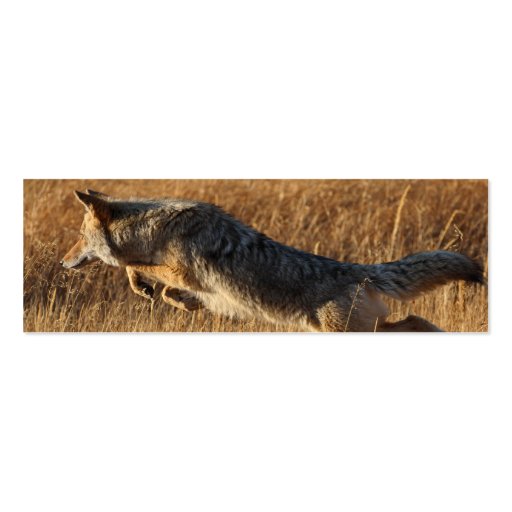 profile or business card, coyote jumping (back side)