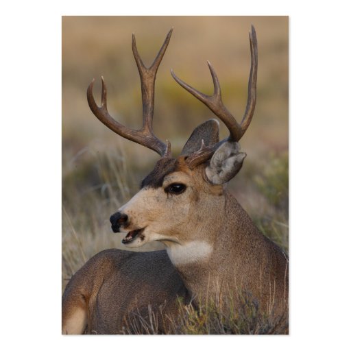profile or business card, deer (back side)