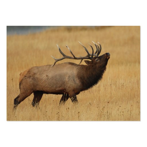 profile or business card, elk (back side)