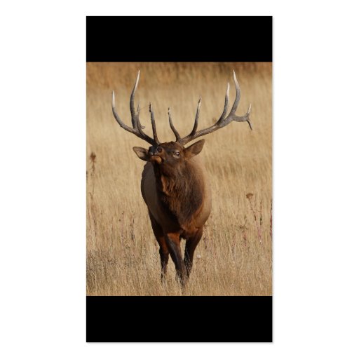 profile or business card, elk (back side)
