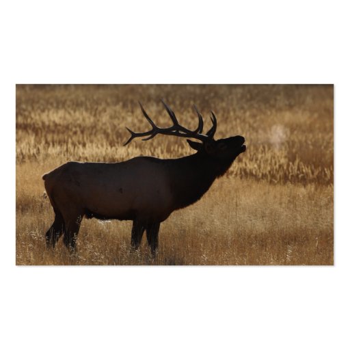profile or business card, elk bugle (back side)