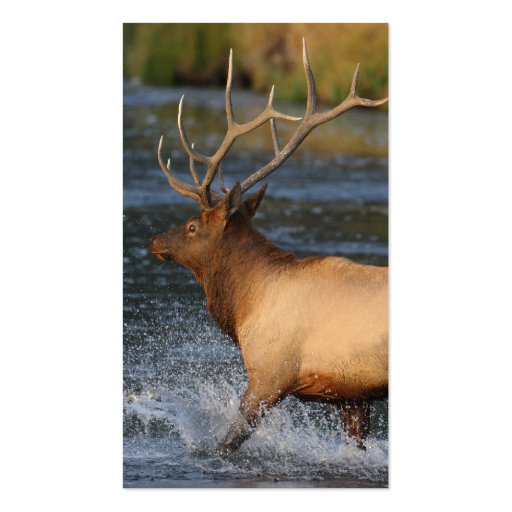 profile or business card, elk splash (back side)