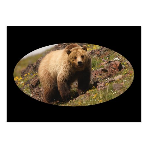 profile or business card, grizzly bear (back side)