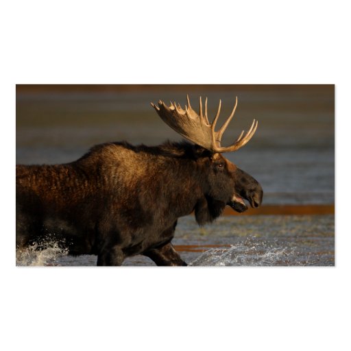 profile or business card, moose (back side)