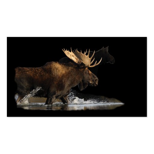 profile or business card, moose splash (back side)