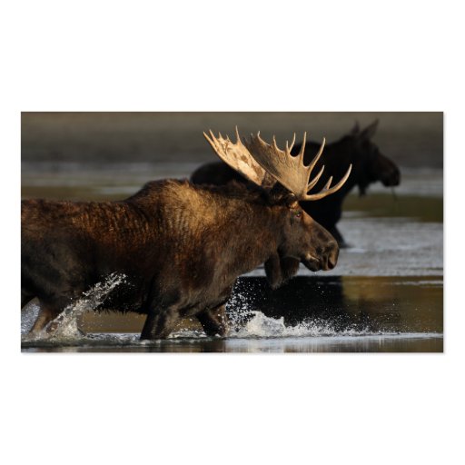 profile or business card, moose splash (back side)