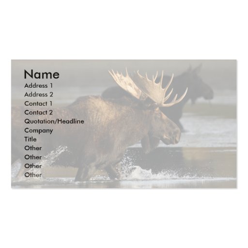 profile or business card, moose splash (front side)