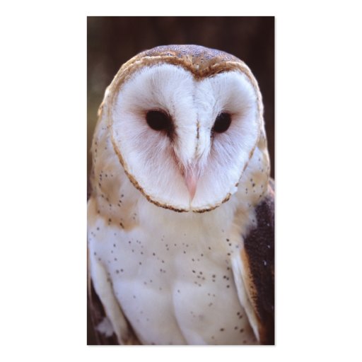 profile or business card, owl (back side)