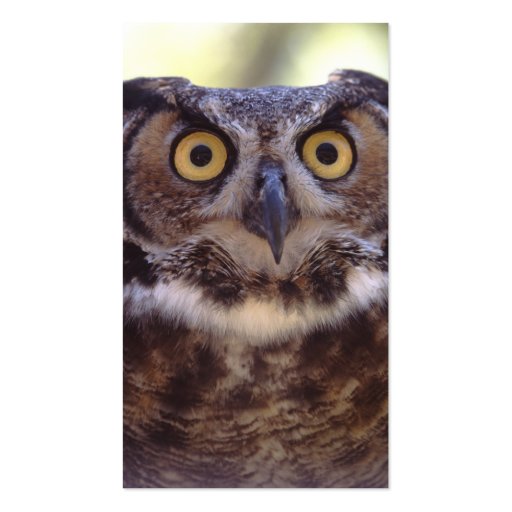 profile or business card, owl (back side)