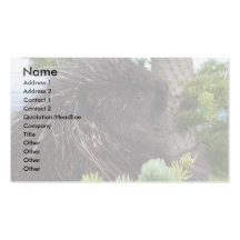 profile or business card, porcupine