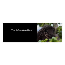 profile or business card, porcupine