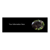 profile or business card, porcupine