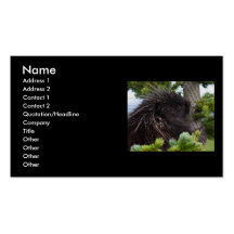 profile or business card, porcupine